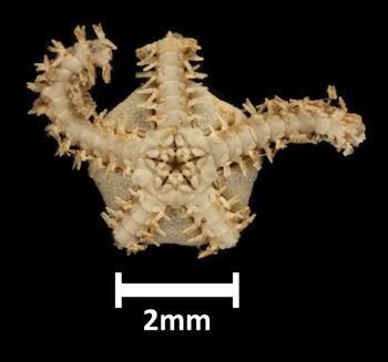 Media type: image;   Invertebrate Zoology OPH-4929 Description: Bottom up view of single ophiuroid specimen with a scale bar.;  Aspect: ventral